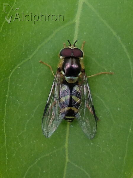 Dasysyrphus albostriatus