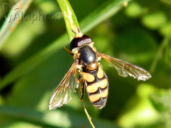 Didea fasciata