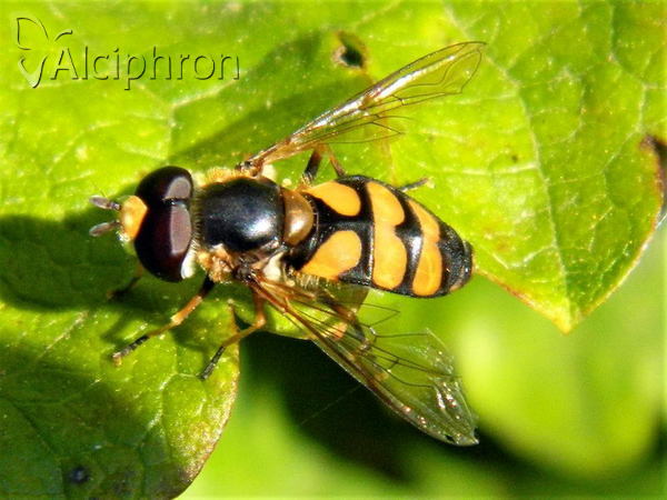 Didea fasciata