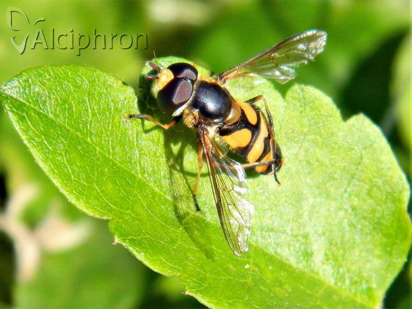 Didea fasciata