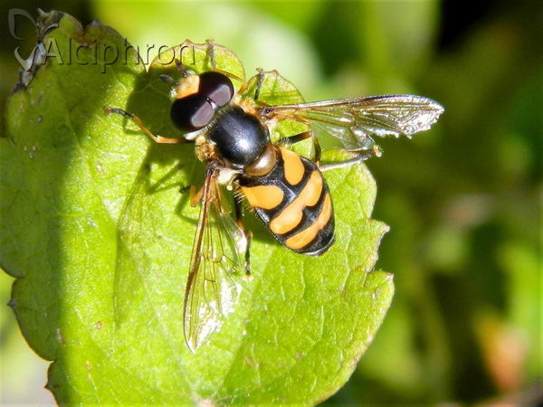 Didea fasciata