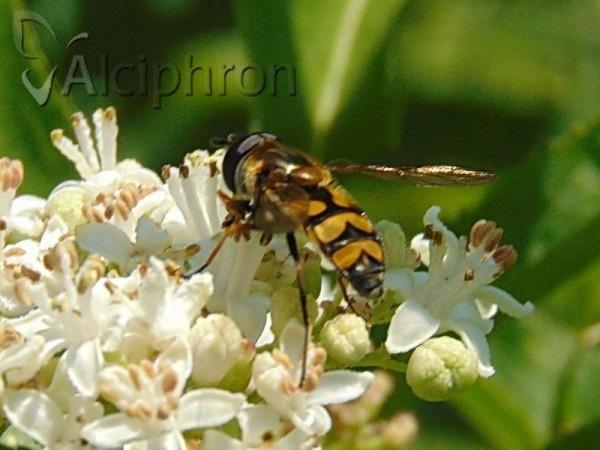 Didea fasciata
