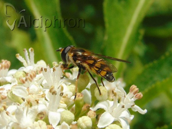 Didea fasciata