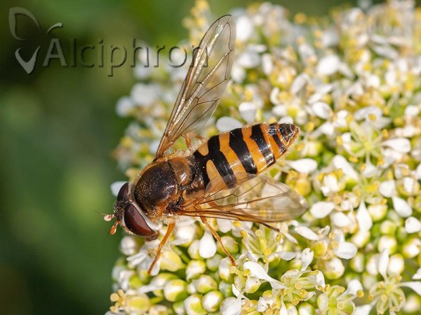 Epistrophe cryptica
