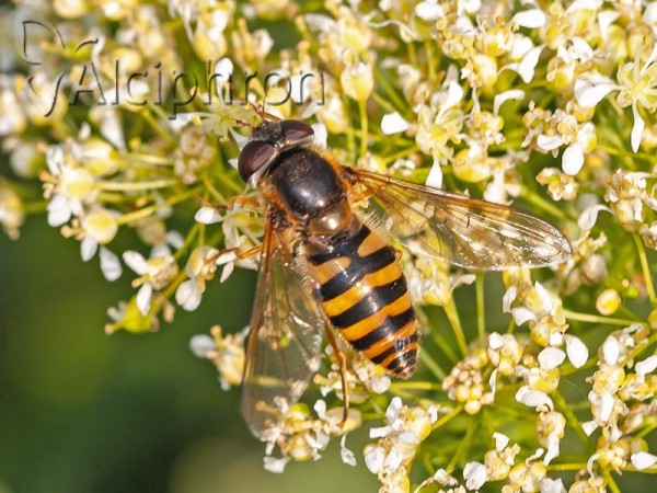 Epistrophe cryptica