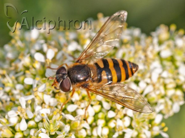 Epistrophe cryptica