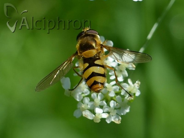 Epistrophe diaphana