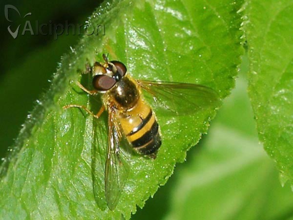 Epistrophe eligans