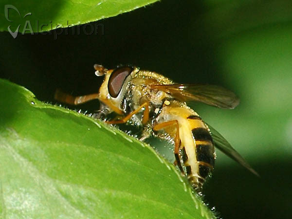 Epistrophe eligans