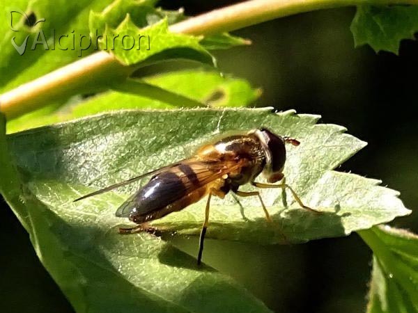 Epistrophe eligans