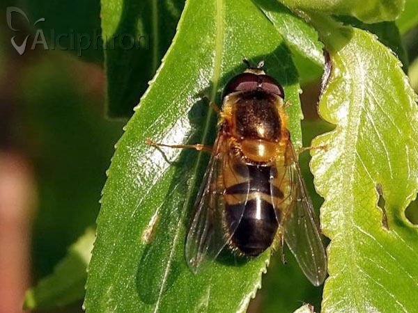 Epistrophe eligans