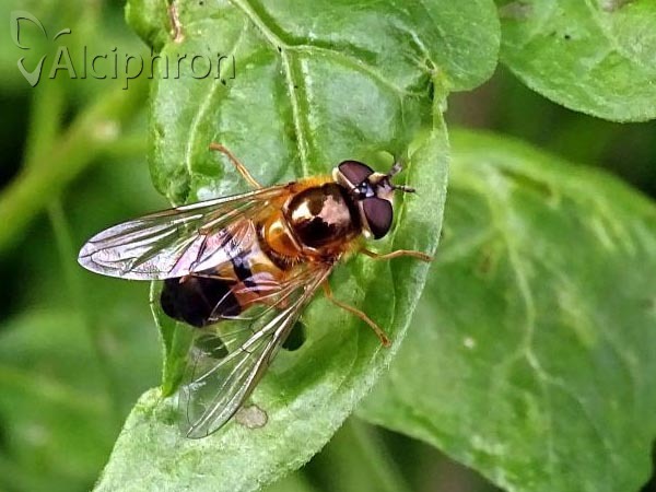Epistrophe eligans