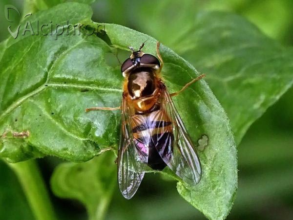 Epistrophe eligans