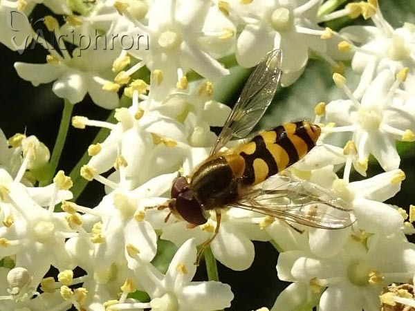 Epistrophe flava