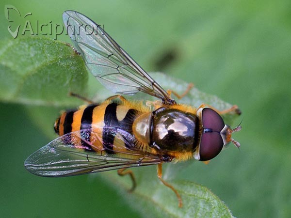 Epistrophe melanostoma