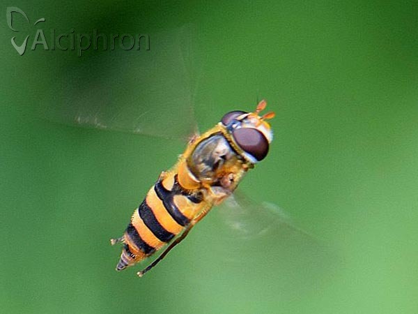 Epistrophe melanostoma