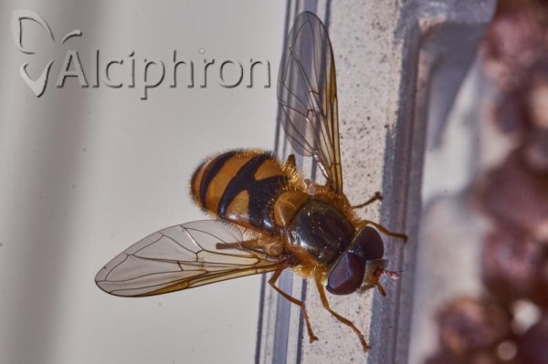 Epistrophe melanostoma