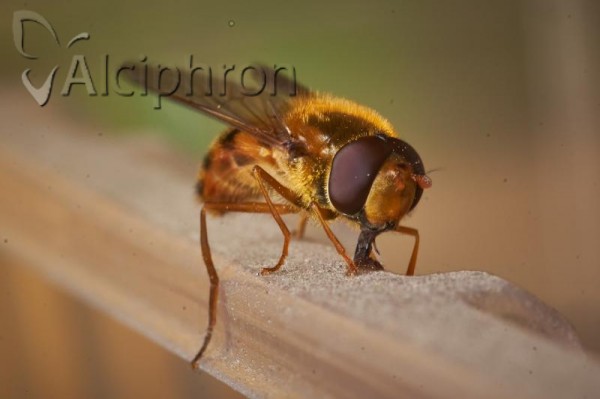 Epistrophe melanostoma