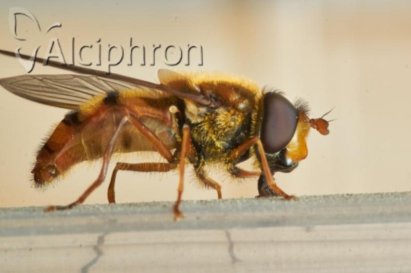 Epistrophe melanostoma