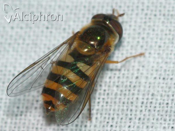 Epistrophe nitidicollis
