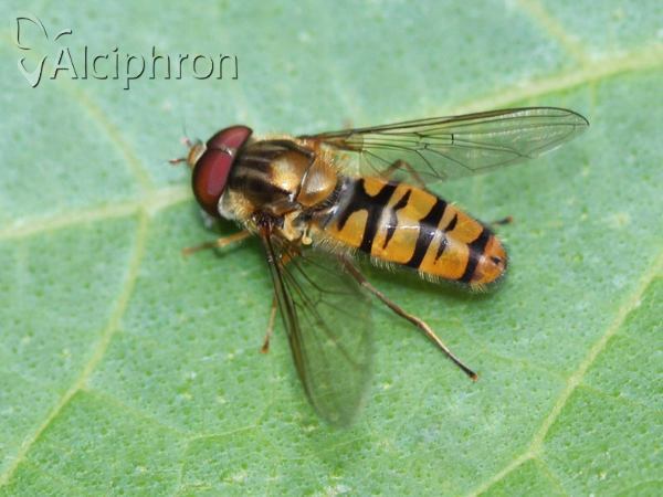 Episyrphus balteatus
