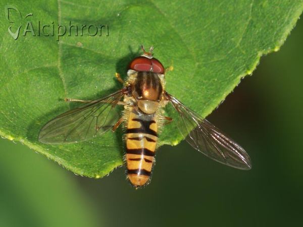 Episyrphus balteatus