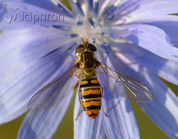 Episyrphus balteatus