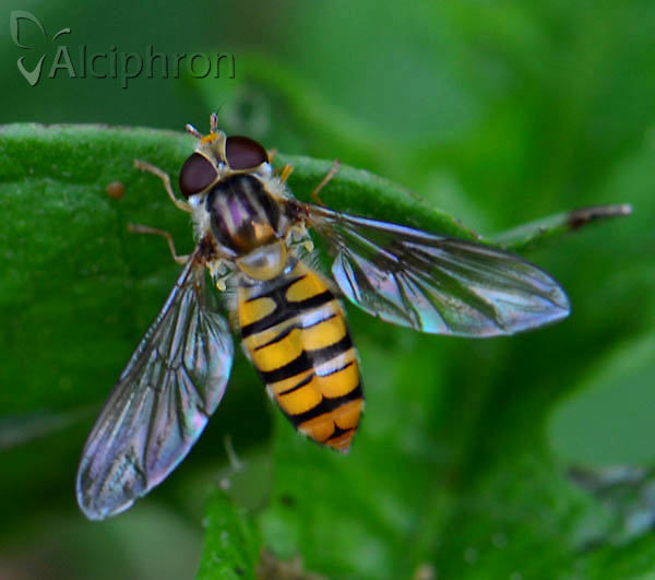Episyrphus balteatus