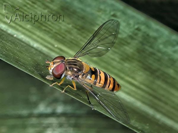 Episyrphus balteatus