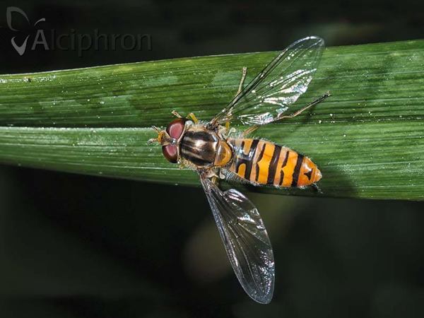 Episyrphus balteatus