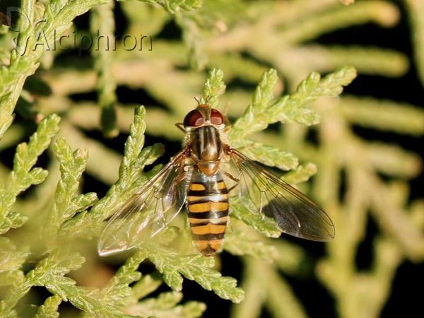 Episyrphus balteatus