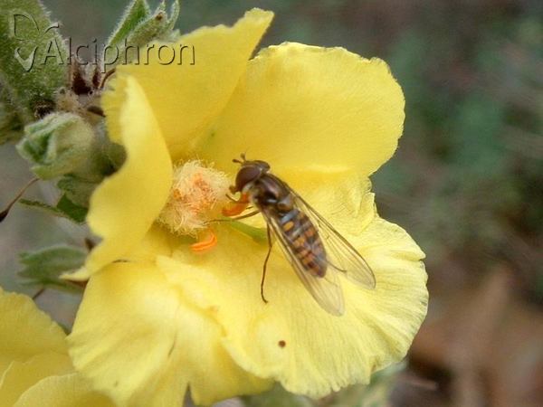 Episyrphus balteatus