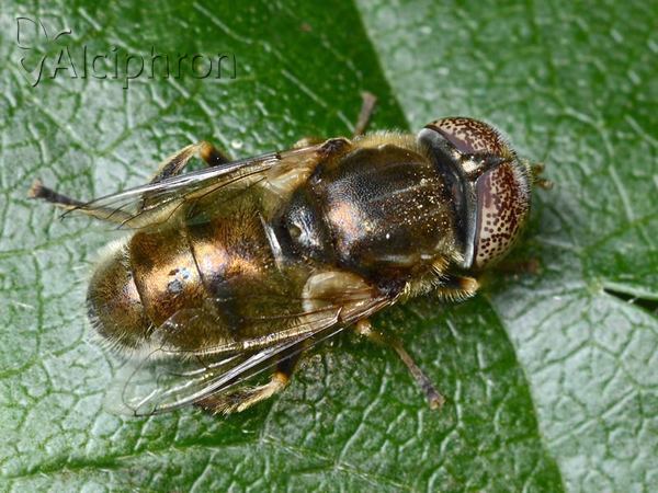 Eristalinus aeneus