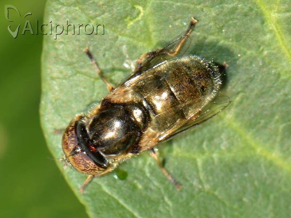 Eristalinus aeneus
