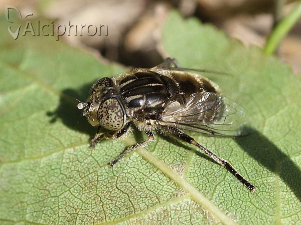 Eristalinus aeneus