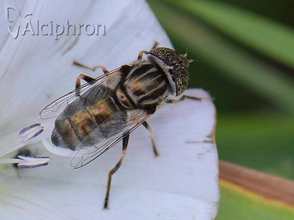 Eristalinus aeneus