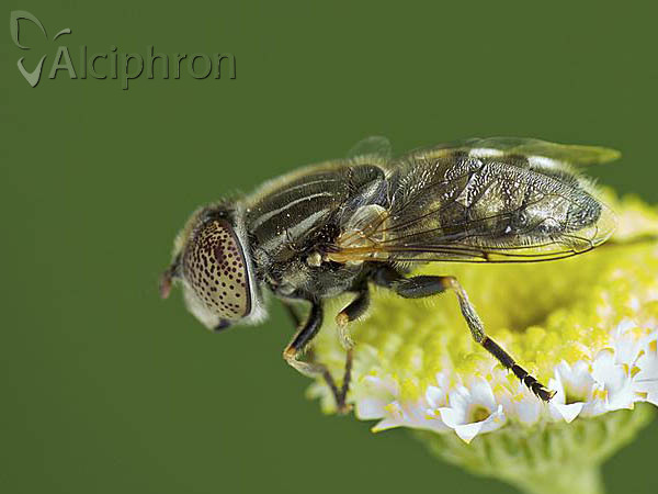 Eristalinus aeneus