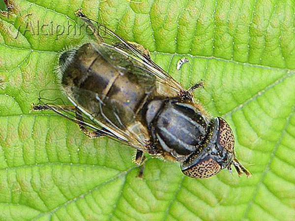 Eristalinus aeneus