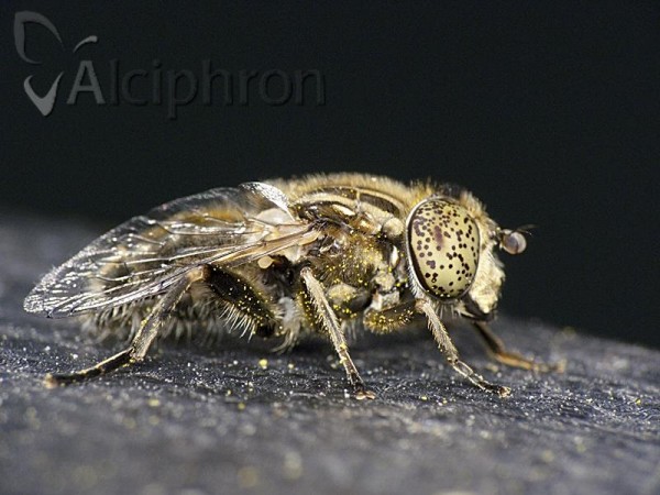 Eristalinus aeneus