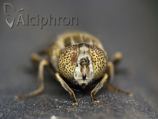 Eristalinus aeneus