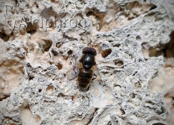 Eristalinus aeneus