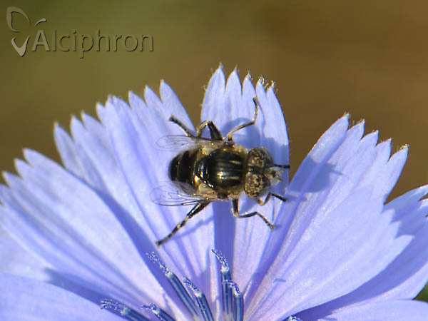 Eristalinus sepulchralis