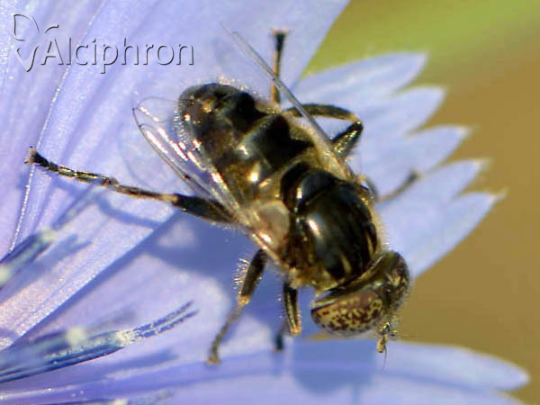 Eristalinus sepulchralis