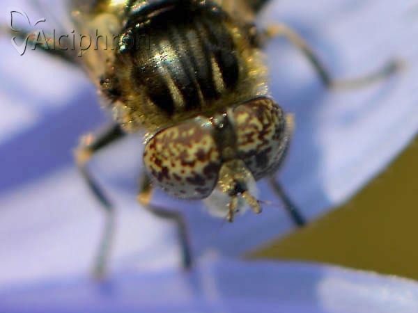 Eristalinus sepulchralis