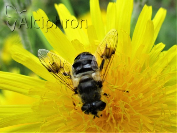Eristalis alpina