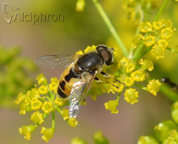 Eristalis arbustorum