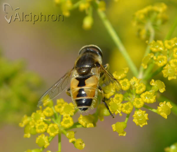 Eristalis arbustorum