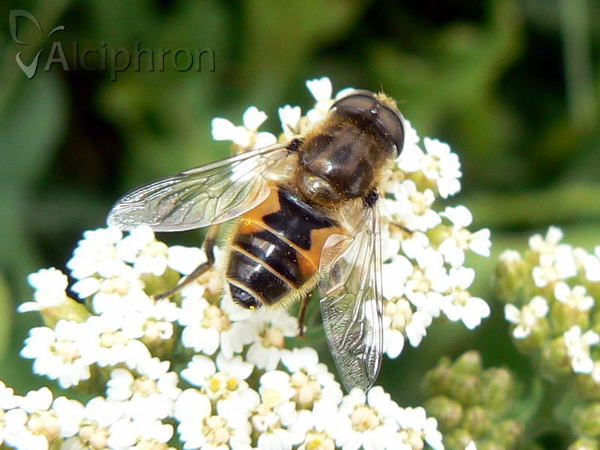 Eristalis arbustorum