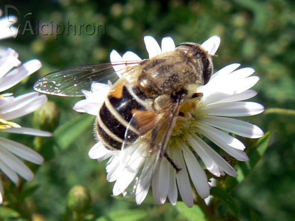 Eristalis arbustorum