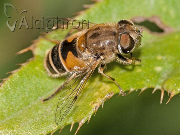 Eristalis arbustorum